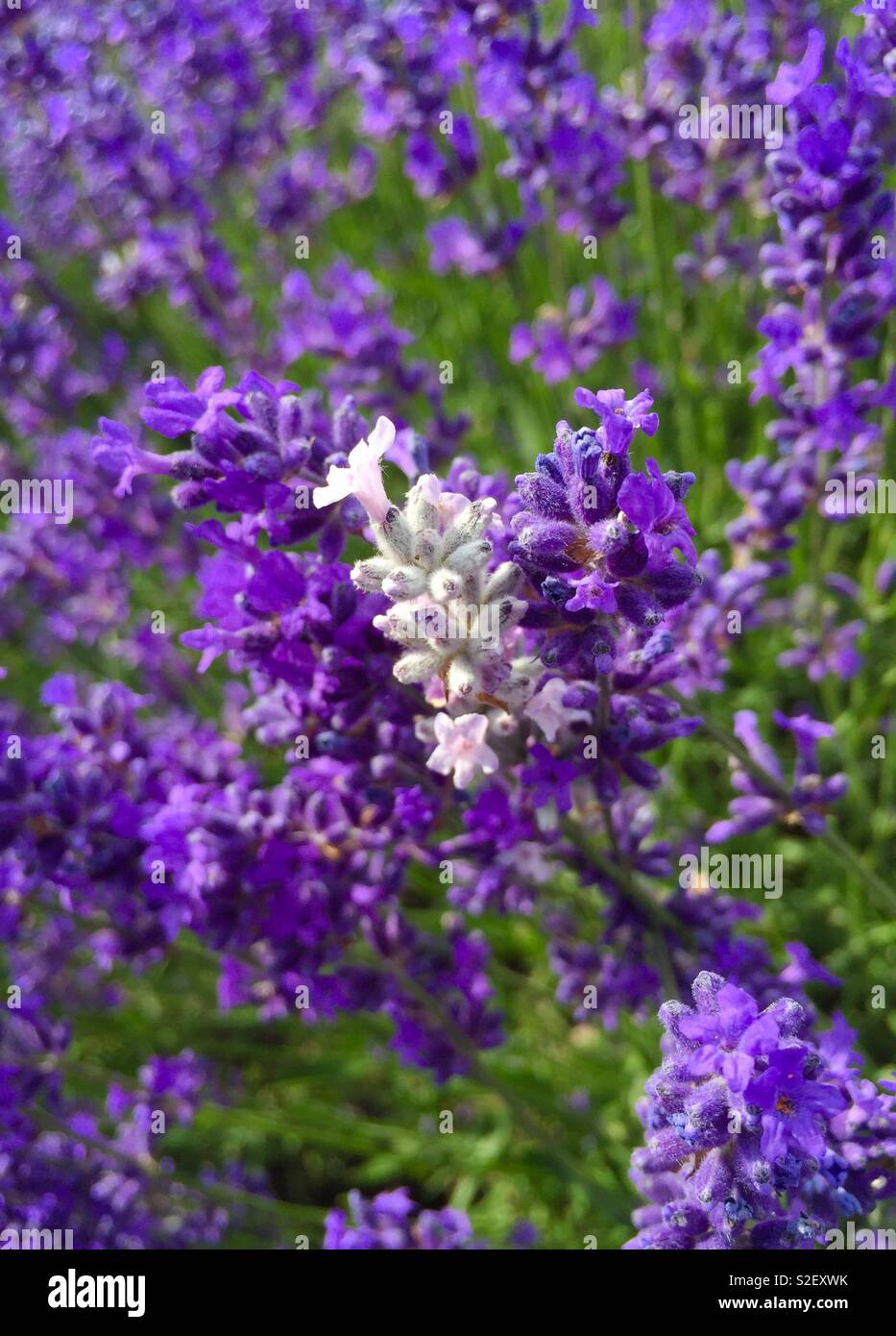 Lavender,flowers,Angustifolia - Smartphone Captured Stock Image