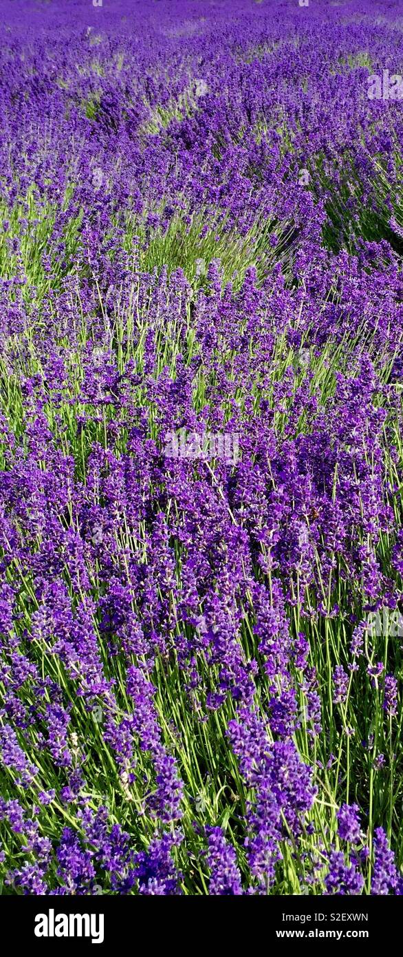 Lavender,violet,Angustifolia - Smartphone Captured Stock Image
