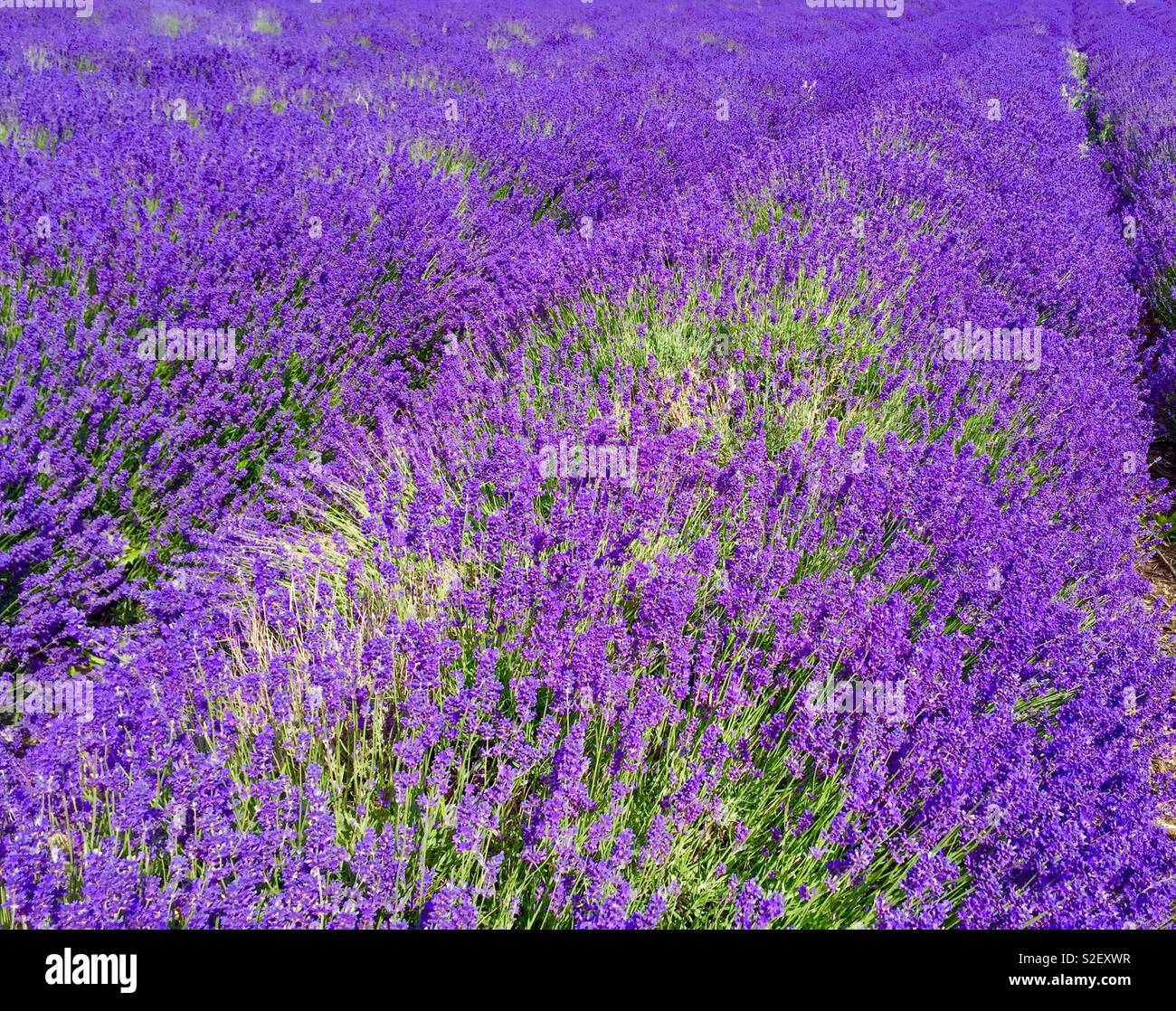 Lavender flowers in field - Smartphone Captured Stock Image