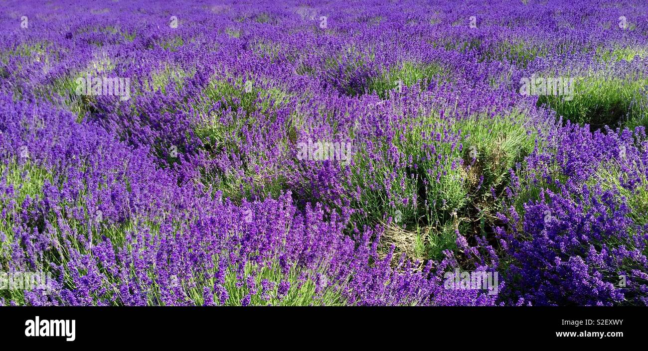 Lavender field - Smartphone Captured Stock Image