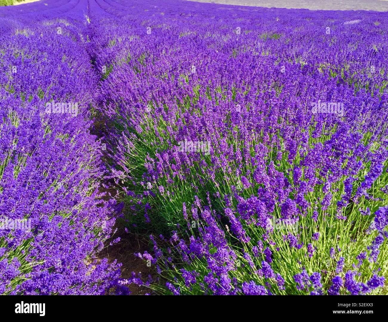 Lavender field - Smartphone Captured Stock Image