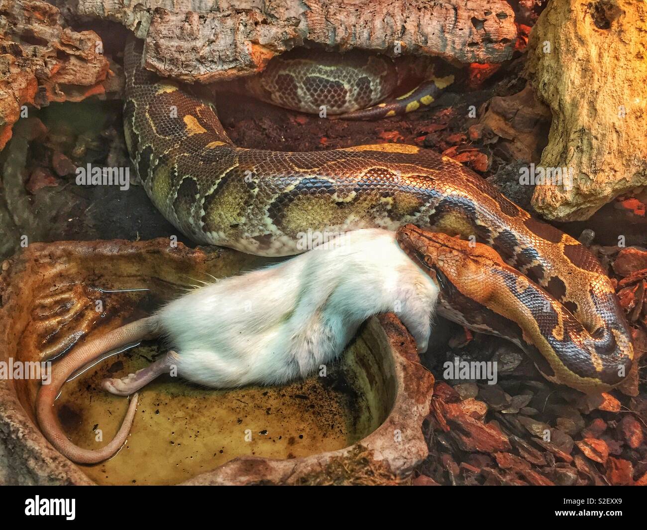 Bornean Short Tailed Python eating a Rat Stock Photo - Alamy