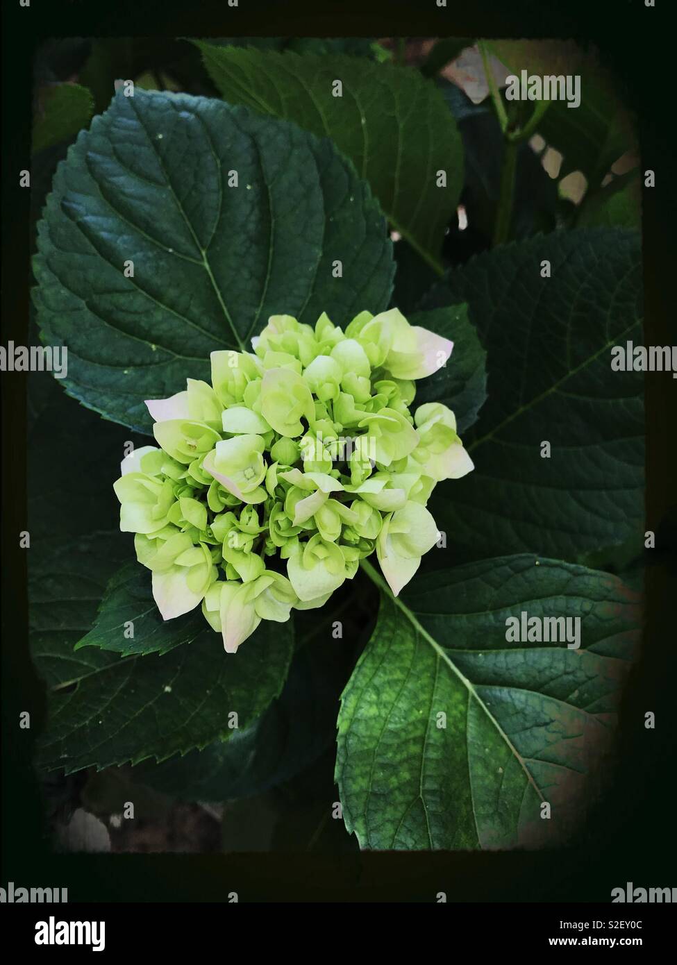 White Hydrangea flower Stock Photo - Alamy