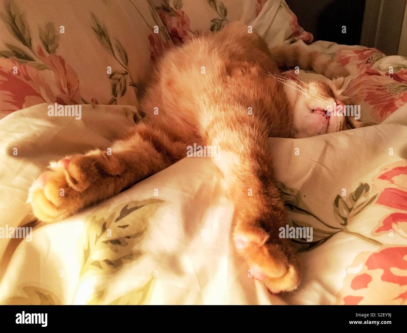 Extremely tired relaxed and chilled out male ginger cat laying on bed. Stock Photo