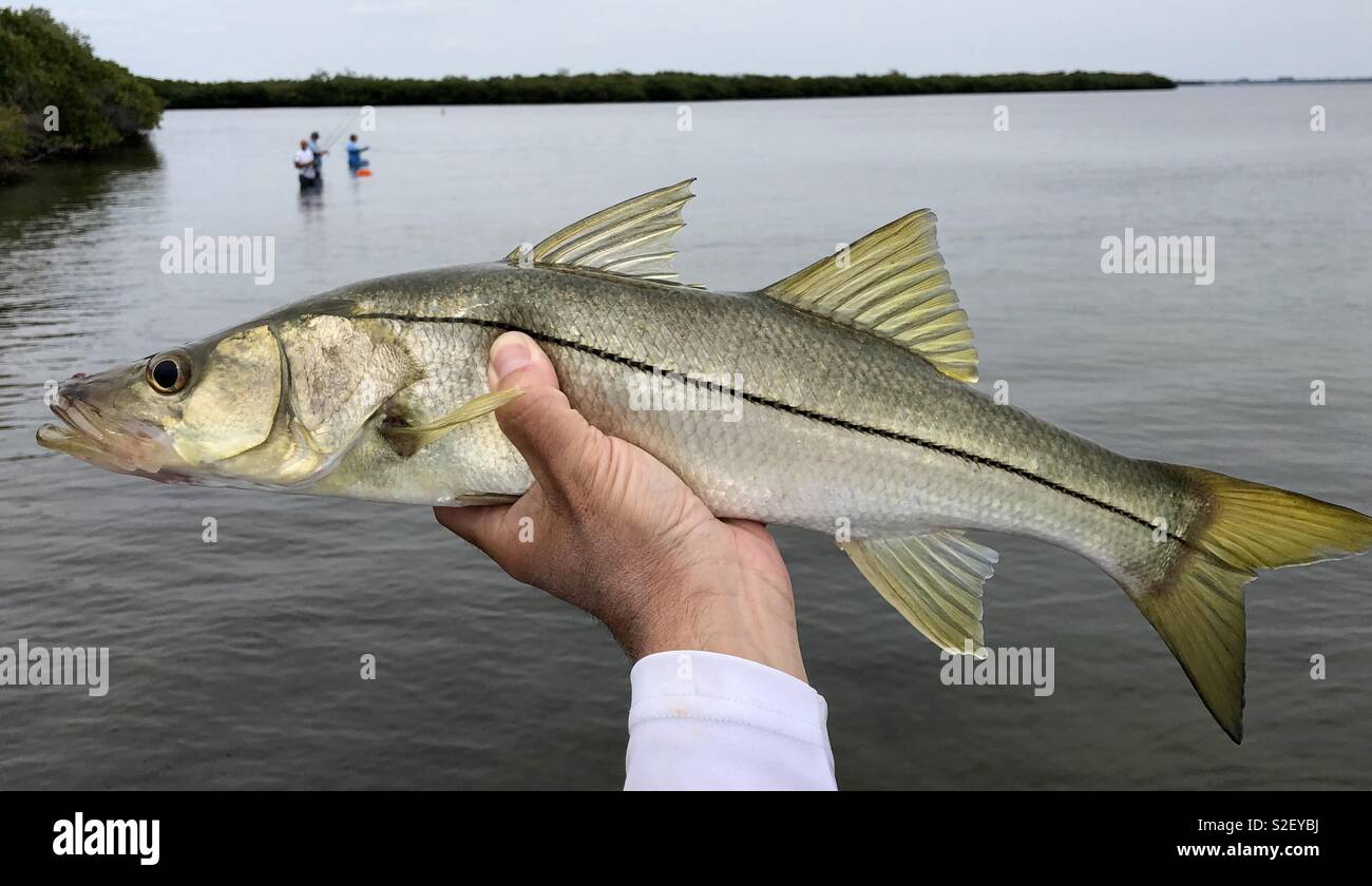 A saltwater angler holds a snook caught while sport fishing in