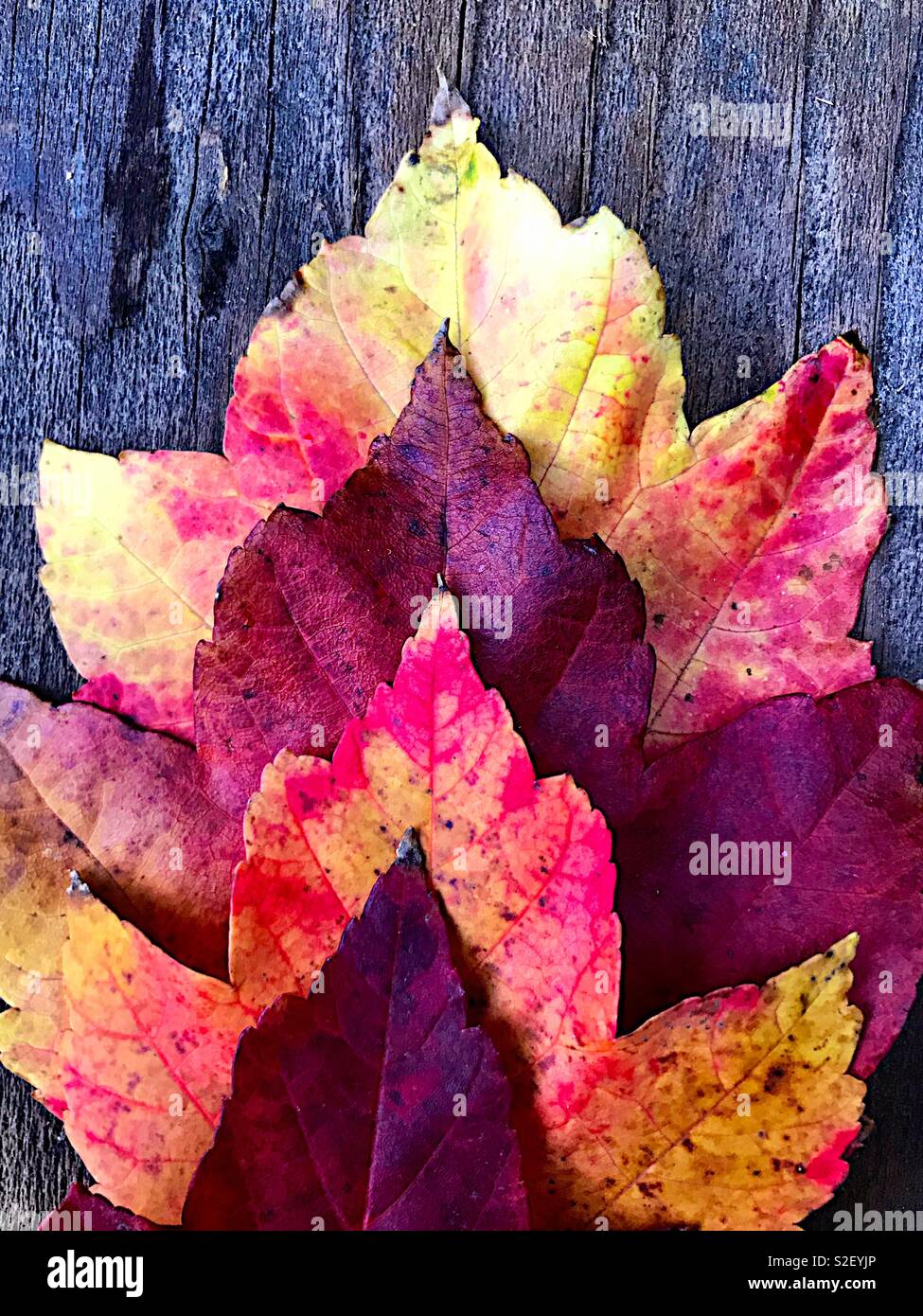 Four colorful, fall maple leaves - Smartphone Captured Stock Image