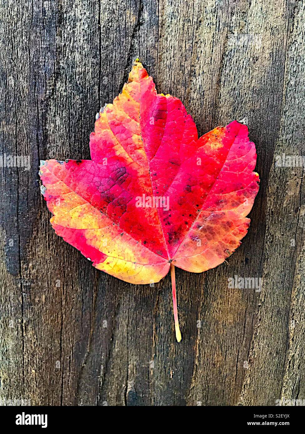 Colorful fall maple leaf on weathered wood Stock Photo
