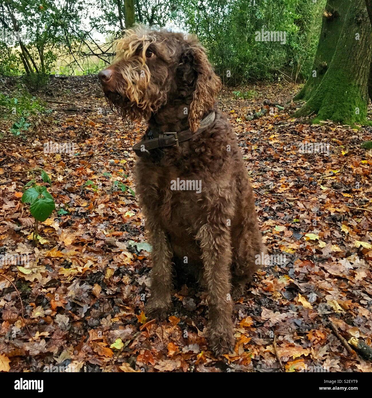 Brown labradoodle dog sitting outside, Hampshire, England, United Kingdom. - Smartphone Captured Stock Image