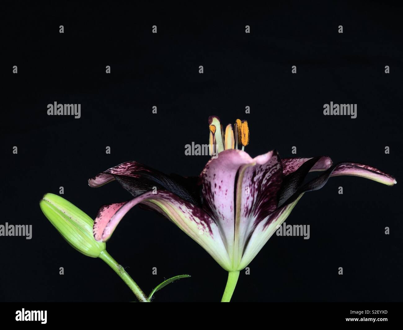 Black Lily Stock Photo