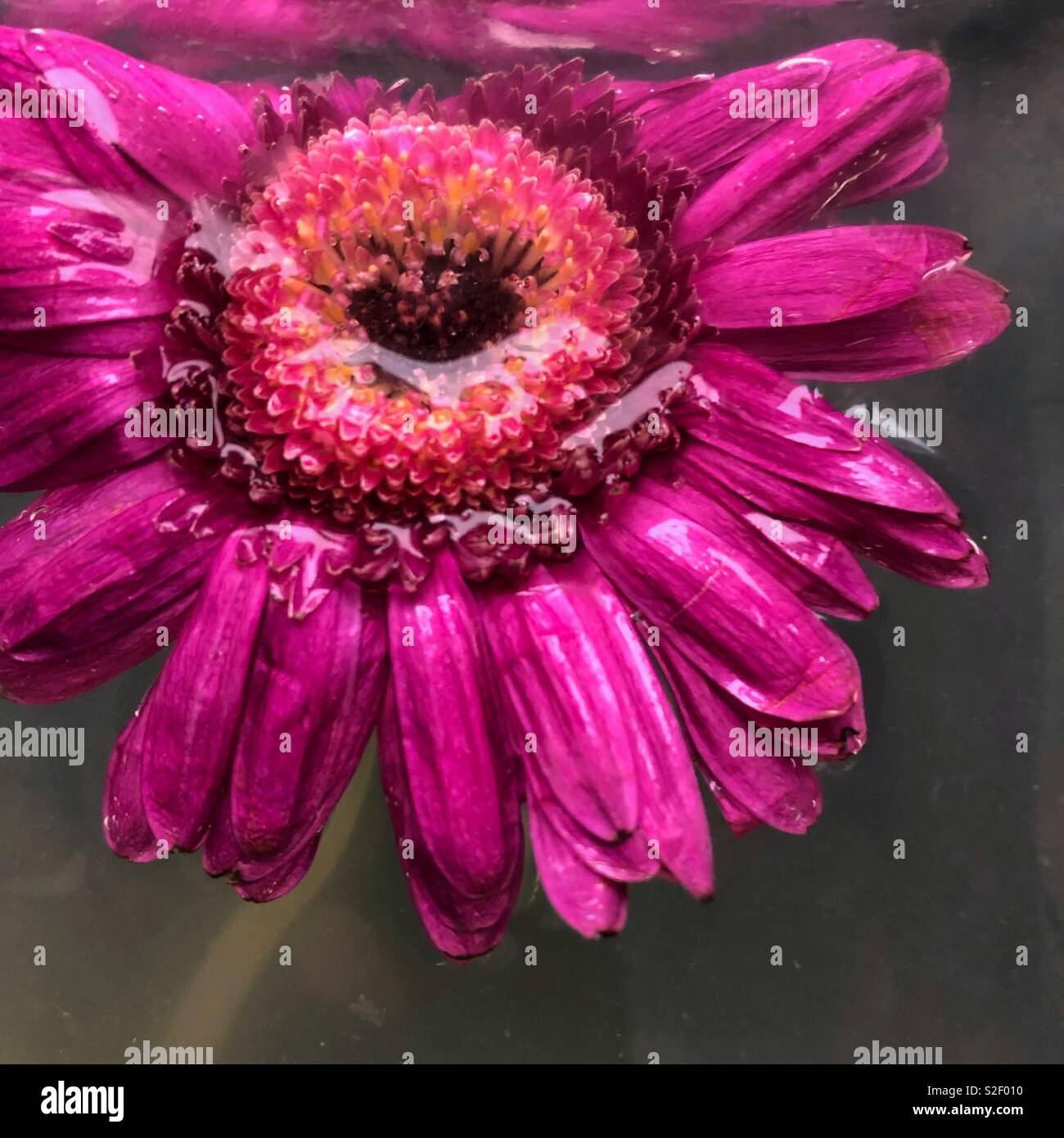 Close-up of a pink gerbera daisy flower head floating in murky plant water inside a vase. - Smartphone Captured Stock Image