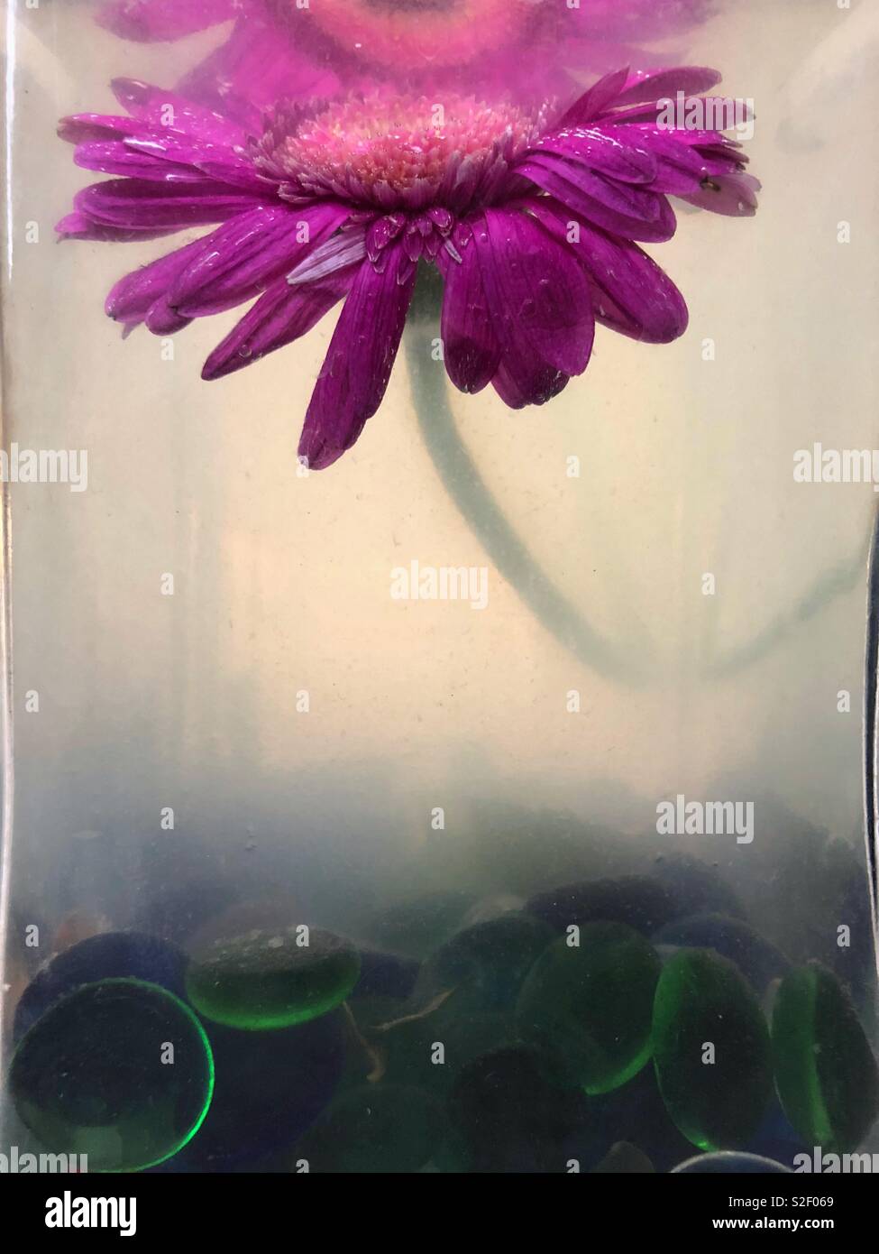 A single pink gerbera daisy flower submerged in a glass vase with murky plant water and glass pebbles. - Smartphone Captured Stock Image