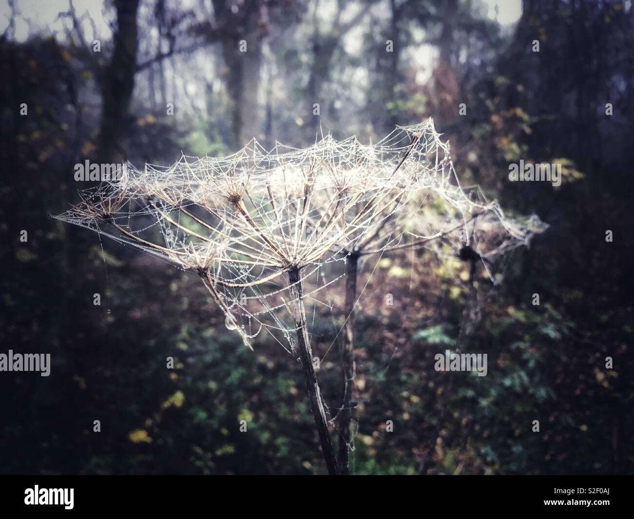 Spider’s webs on seed heads Stock Photo - Alamy