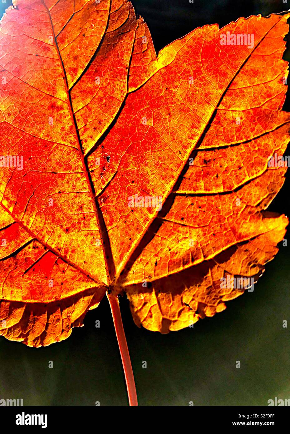 Colorful, backlit, fall maple leaf Stock Photo