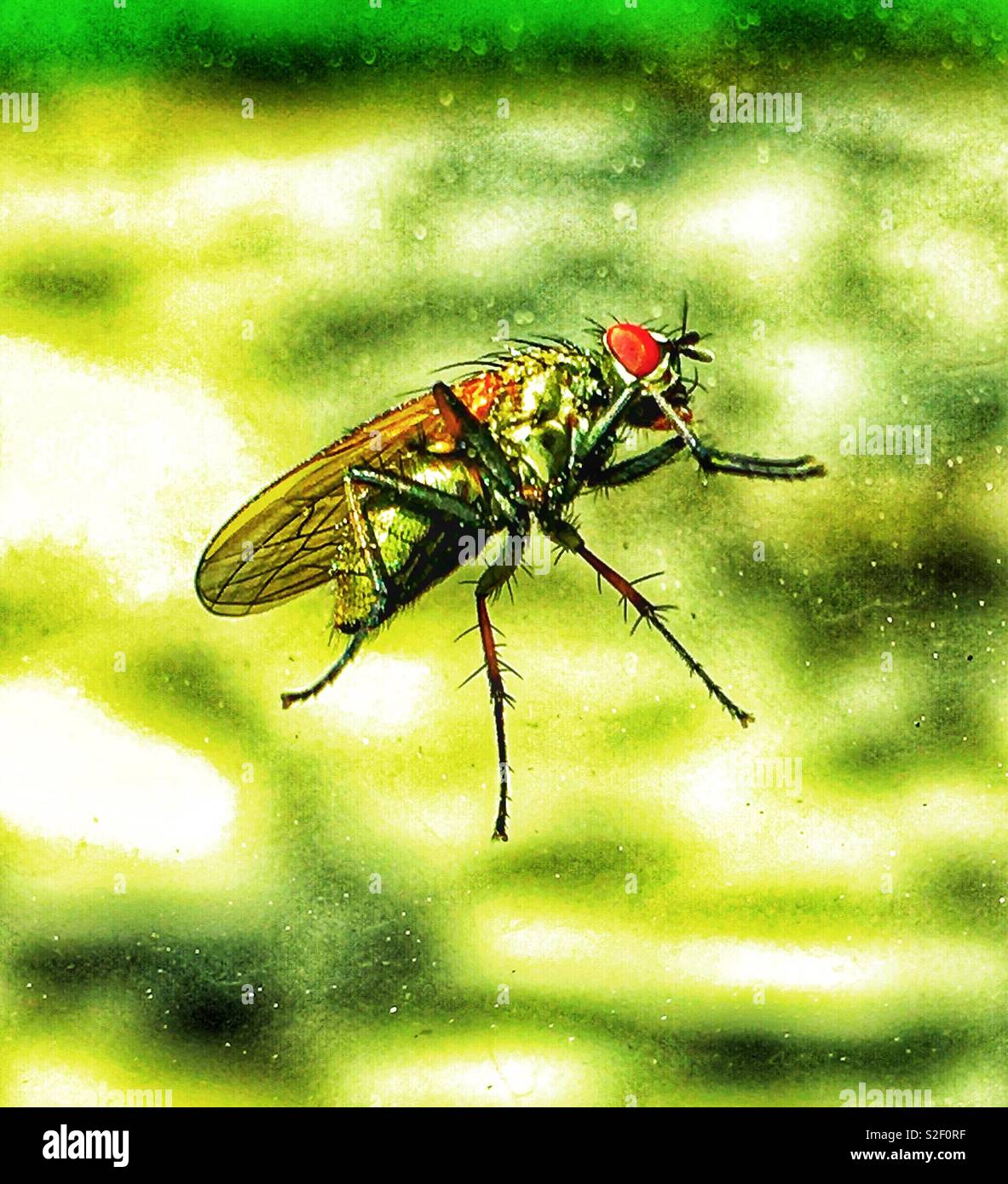 Closeup of creepy housefly with bright red eye rubbing its front legs together - Smartphone Captured Stock Image