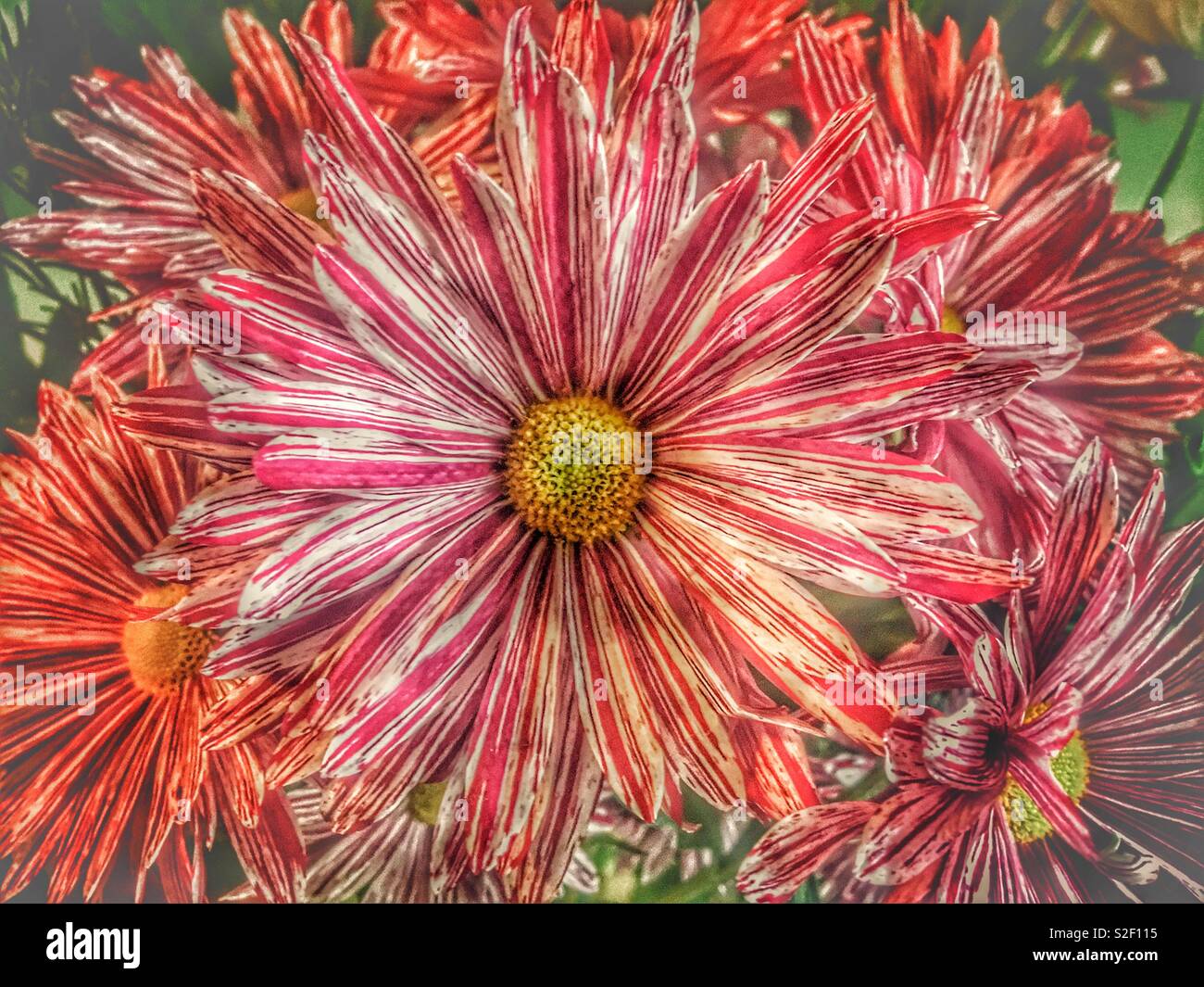 Red and white chrysanthemum flower rays of colour spreading out from a central disc Stock Photo