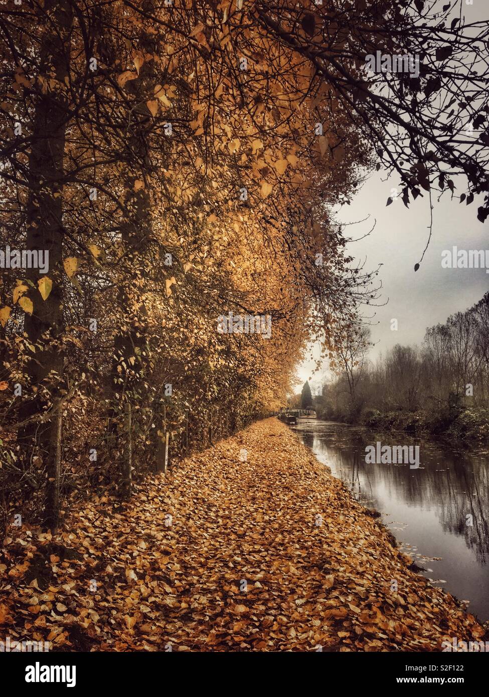 Dense brown fallen leaves from an avenue of poplar trees by the Kennet & Avon Canal in autumn - Smartphone Captured Stock Image