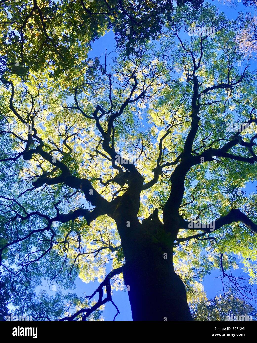 Tree of life Stock Photo