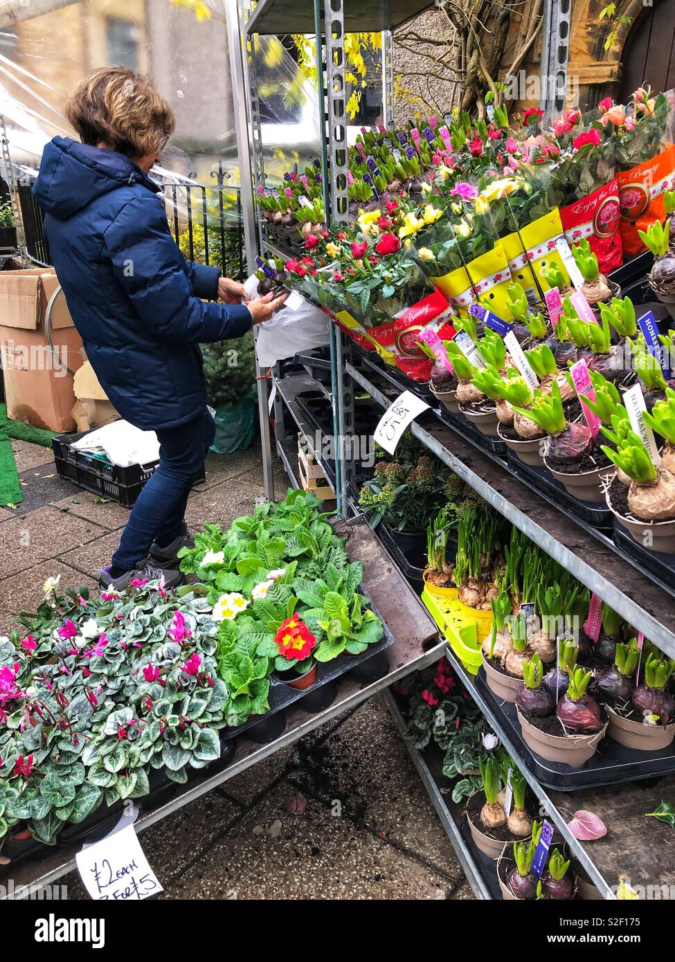 Selling winter flowering pot plants including hyacinths and cyclamens at a Christmas street market in December, UK - Smartphone Captured Stock Image
