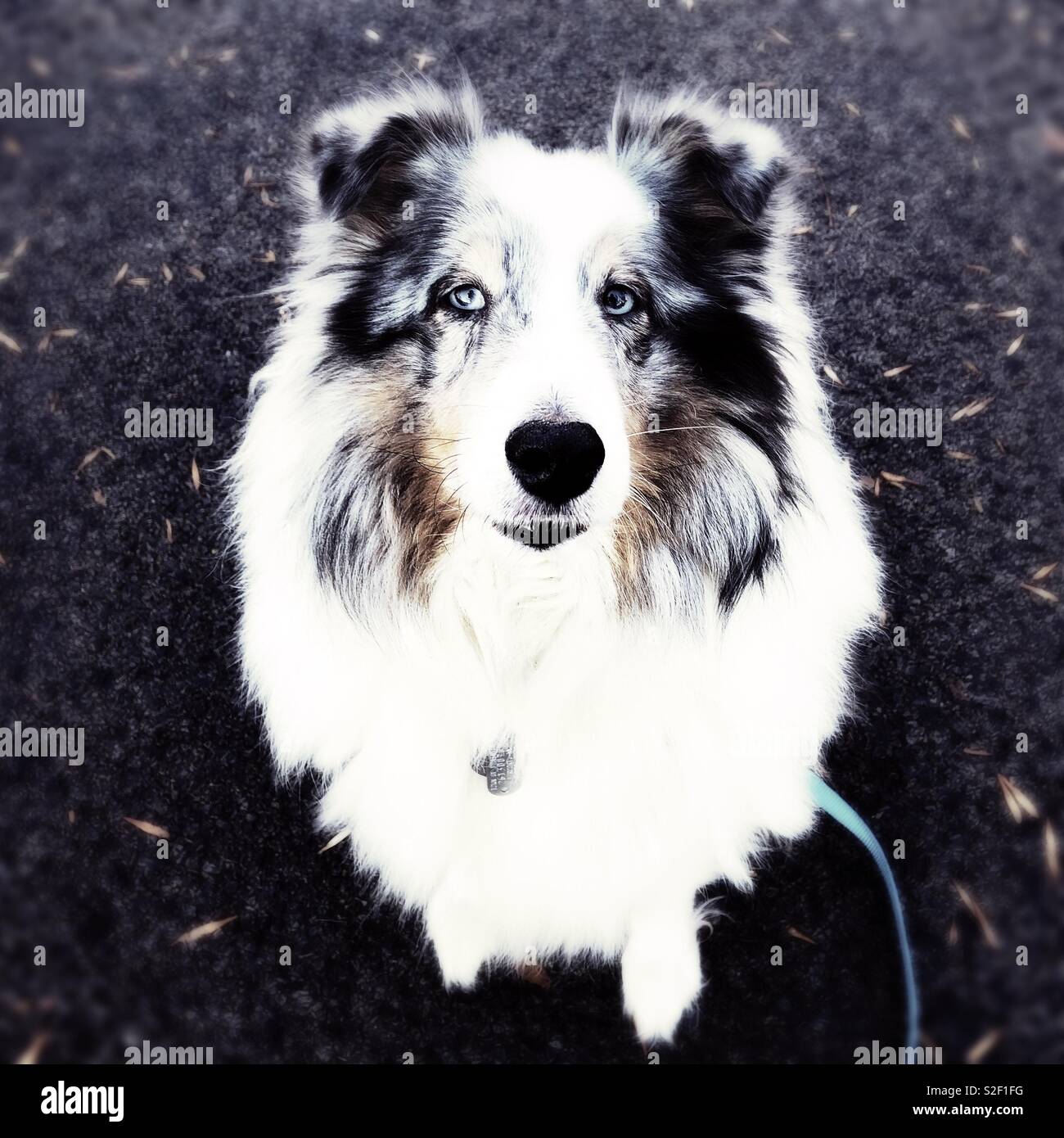 Thinking Sheltie - Smartphone Captured Stock Image