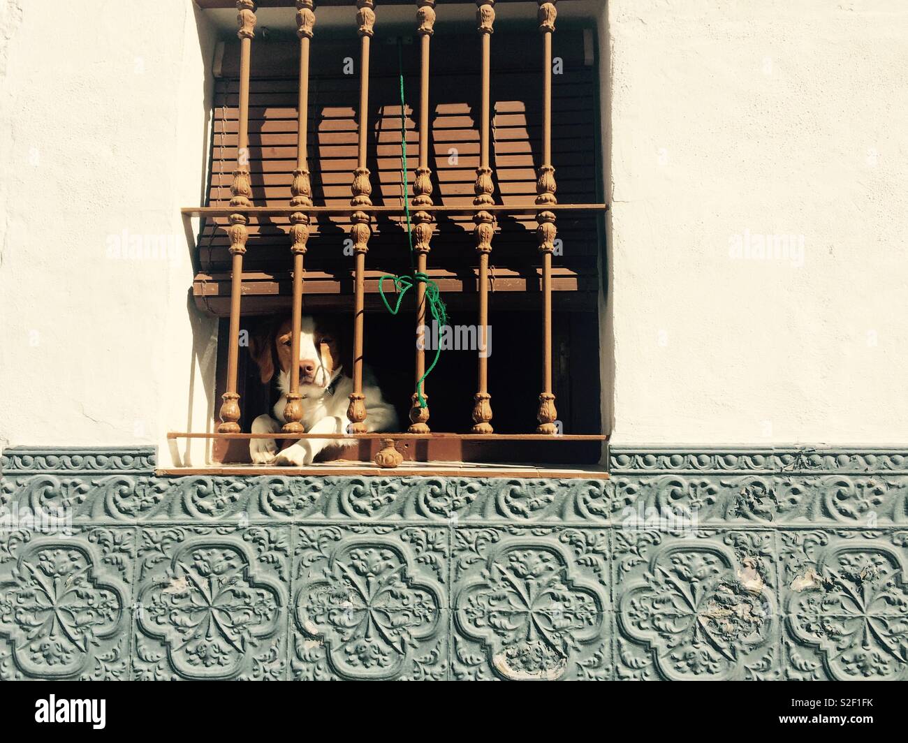Small brown and white dog lies peeping or looking out through decorative iron bars of a window on street level in a village in Andalucia Spain - Smartphone Captured Stock Image