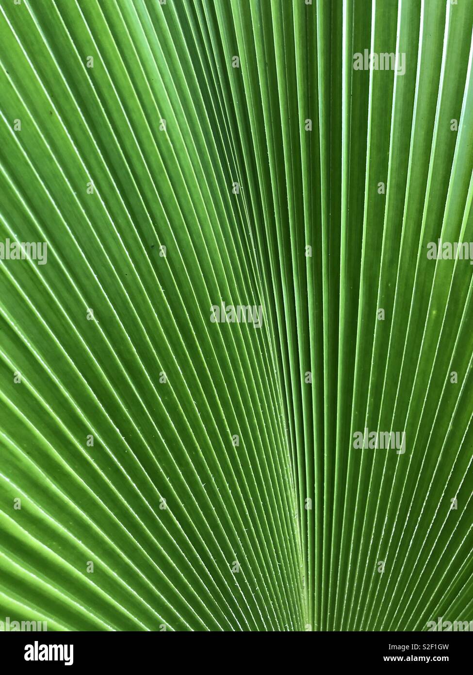 Close up of a palm tree - Smartphone Captured Stock Image