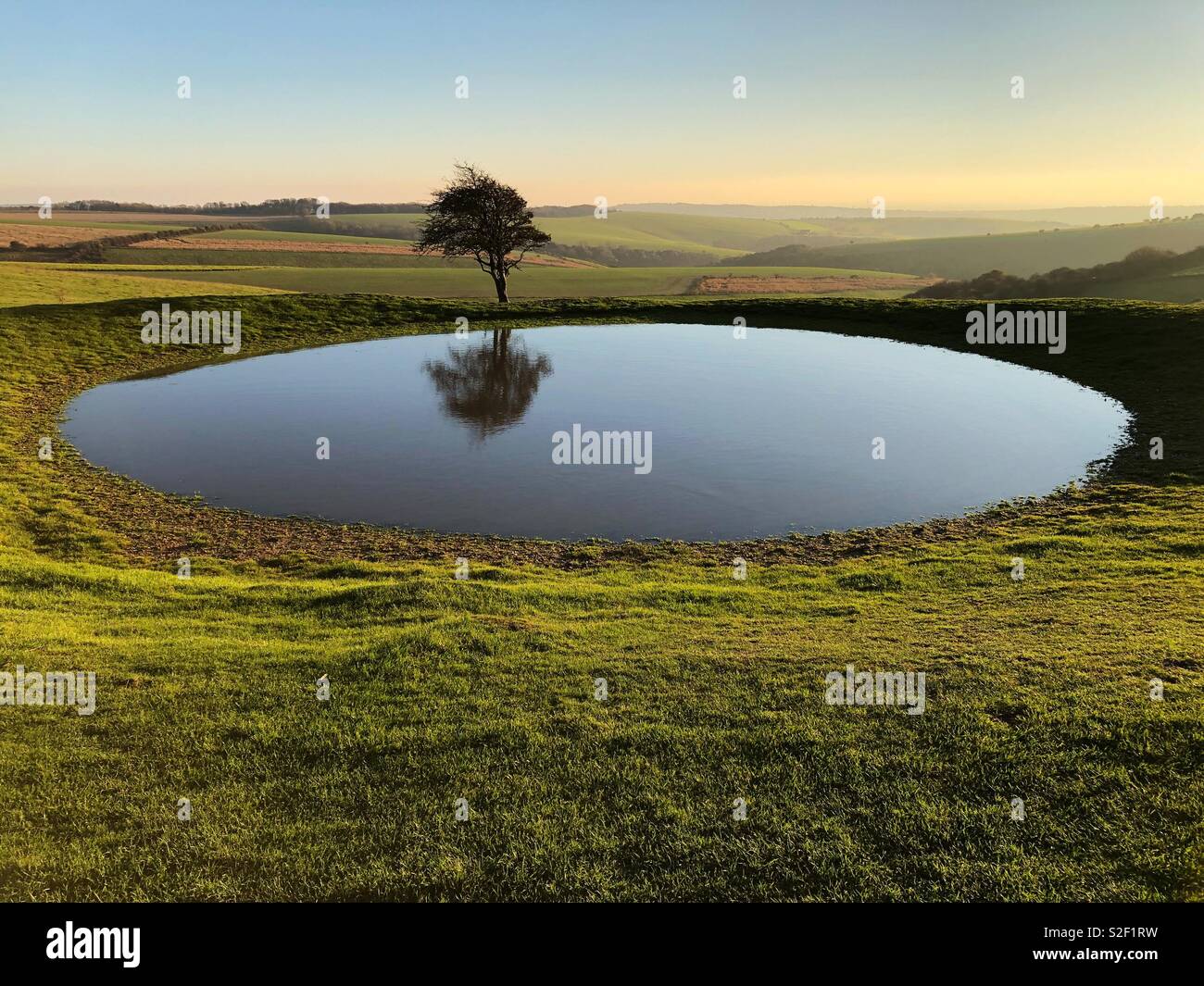 Lone tree and pond on South Downs Way west of Ditchling Beacon, Sussex, in glorious November afternoon weather. - Smartphone Captured Stock Image