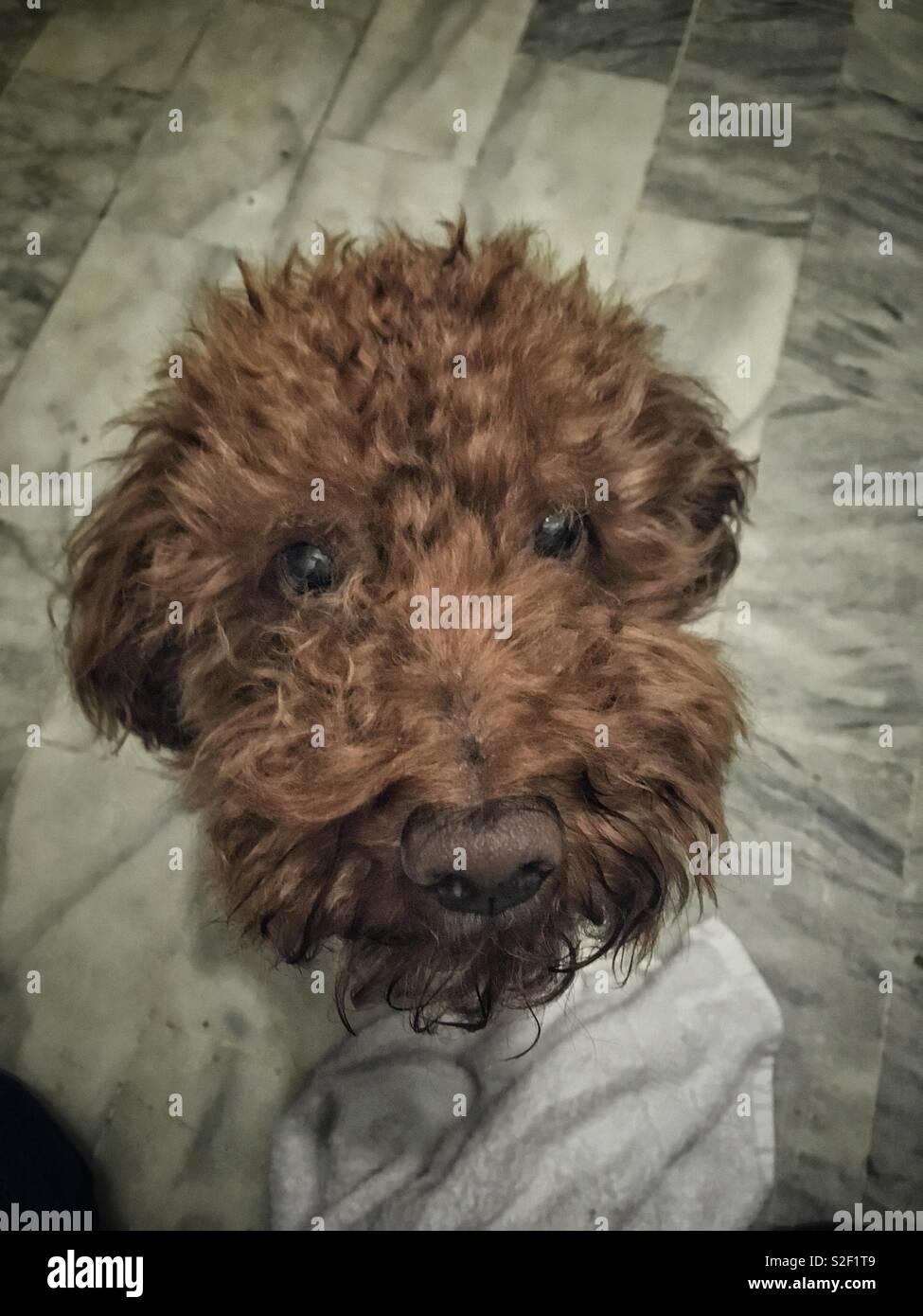 Portrait from above of brown poodle looking up straight into the camera. - Smartphone Captured Stock Image