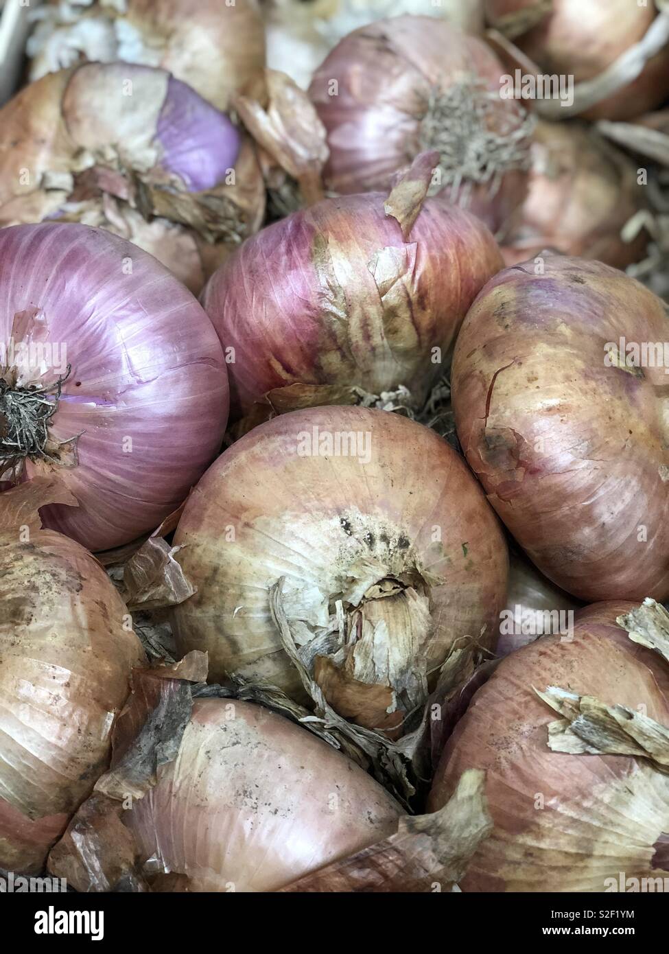 Closeup view over many Giarratana’s Onions, a Sicilian variety of onion, sweet and of considerable size - Smartphone Captured Stock Image