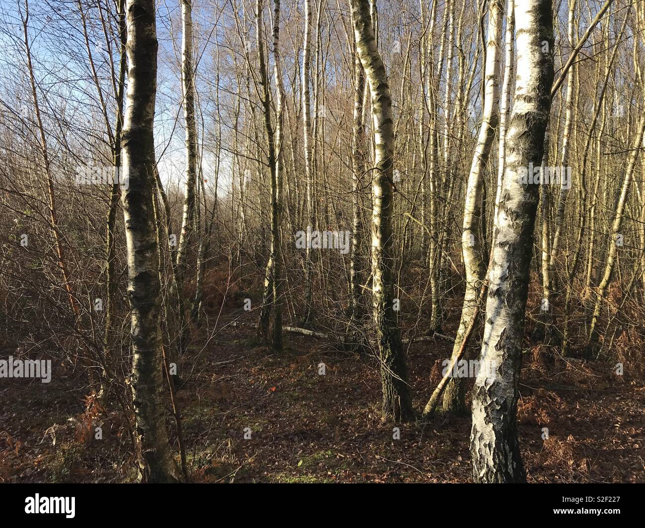 Silver birch trees in autumn sun Stock Photo Alamy