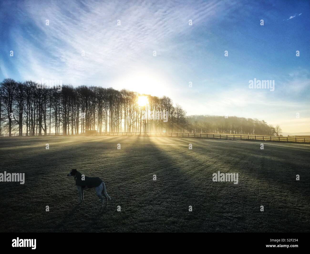 Dog in a misty landscape with shadows - Smartphone Captured Stock Image