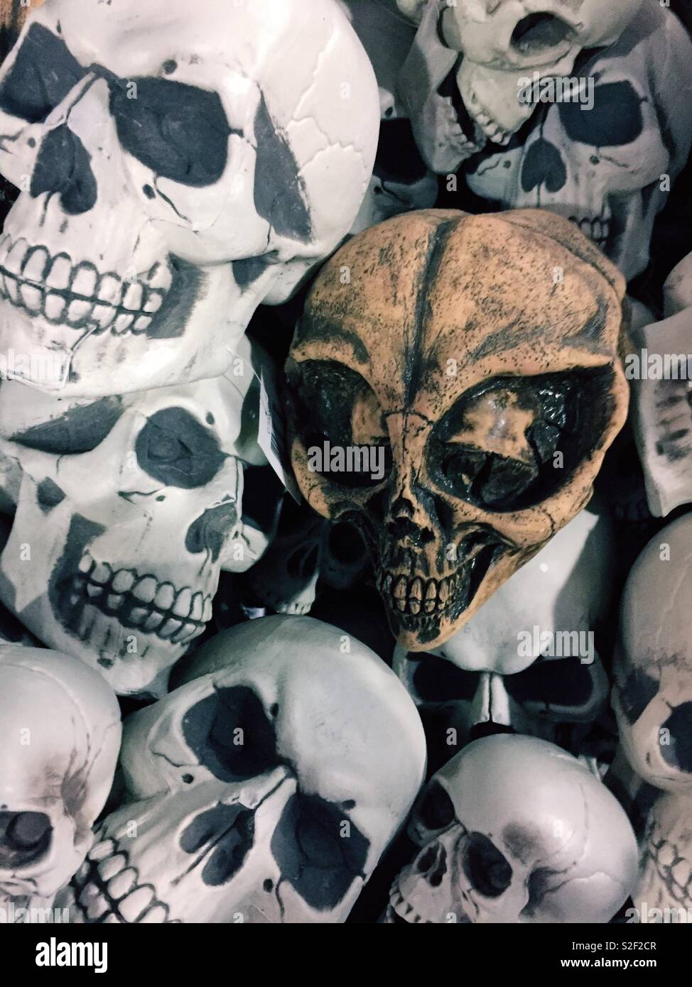 Skulls both human and alien display at Halloween supply store, United States - Smartphone Captured Stock Image