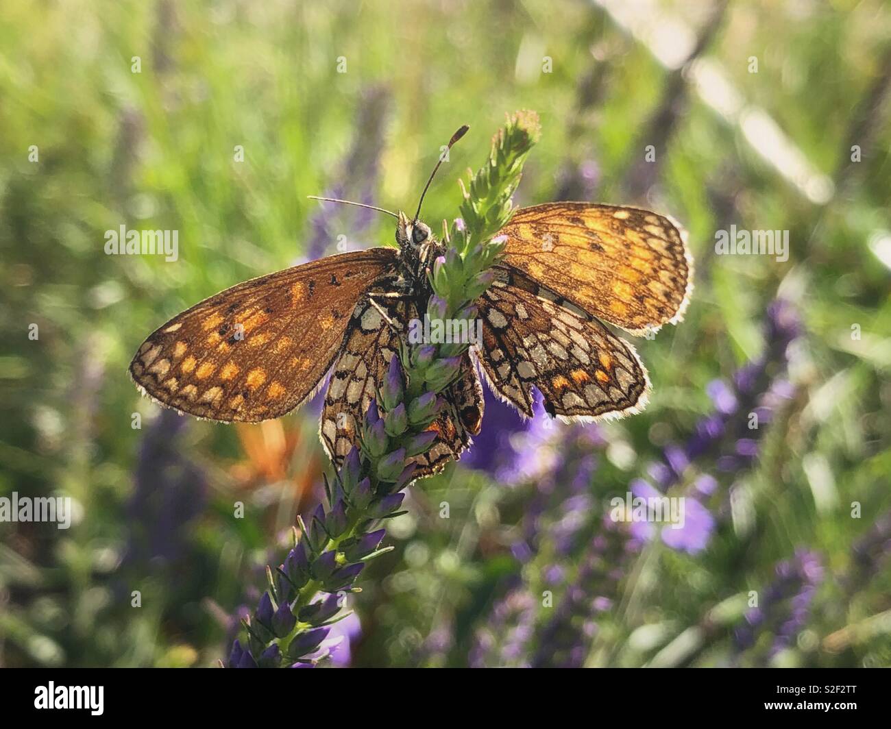Close up of a butterfly with opened wings - Smartphone Captured Stock Image