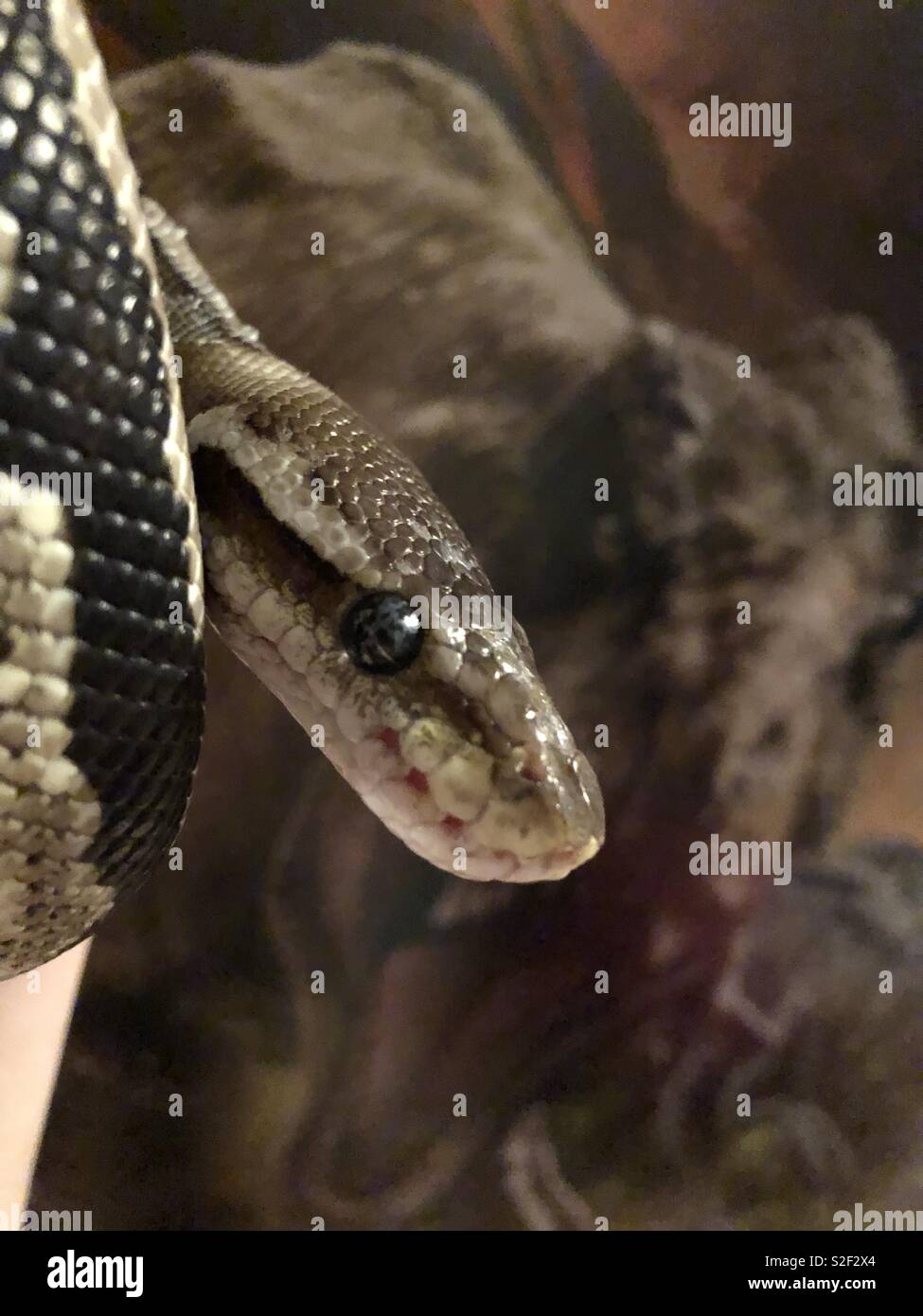 Infinity the Designer Ball Python Stock Photo - Alamy