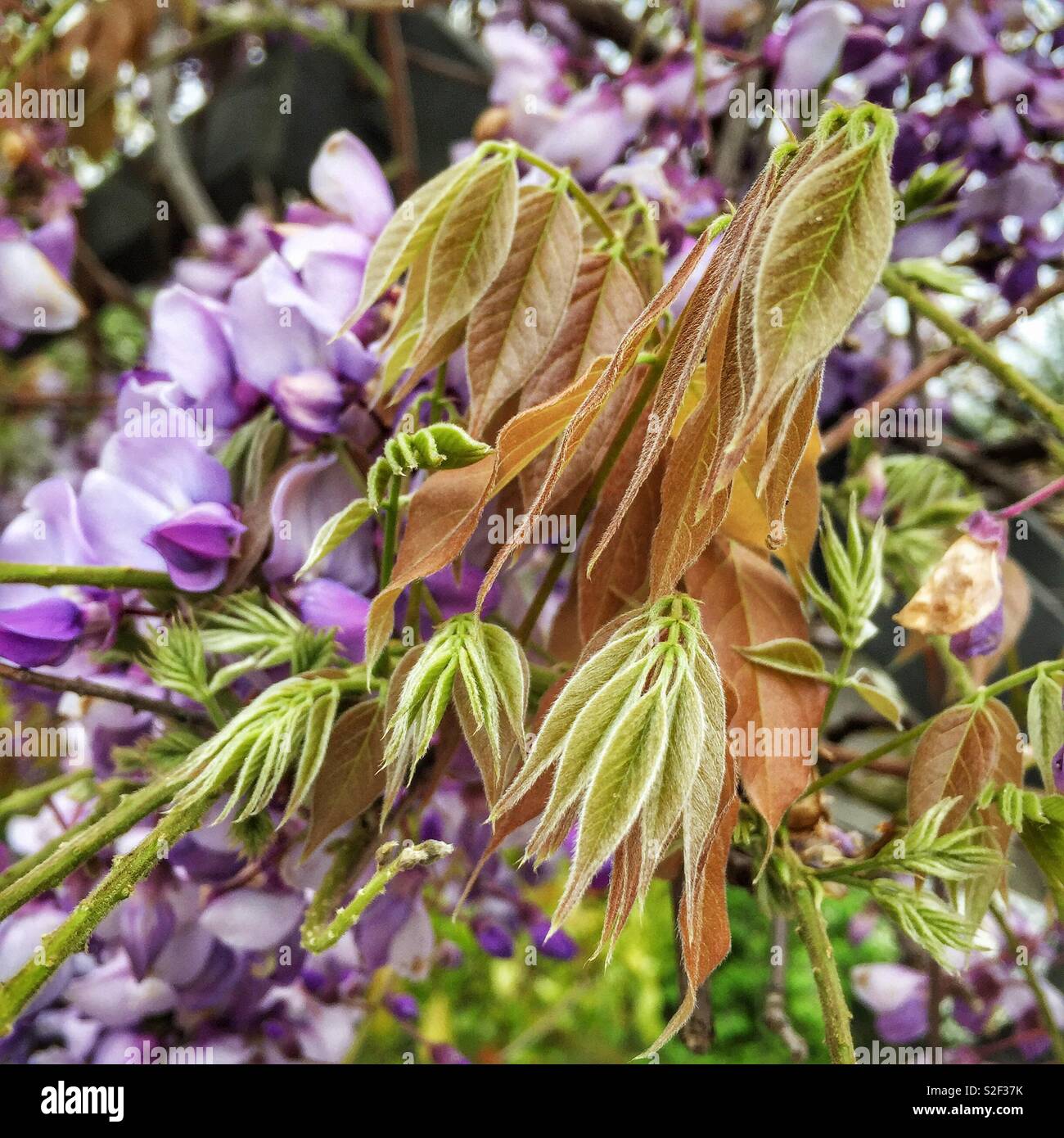 Close-up of new growth on a Chinese wisteria (Wisteria sinensis) - Smartphone Captured Stock Image