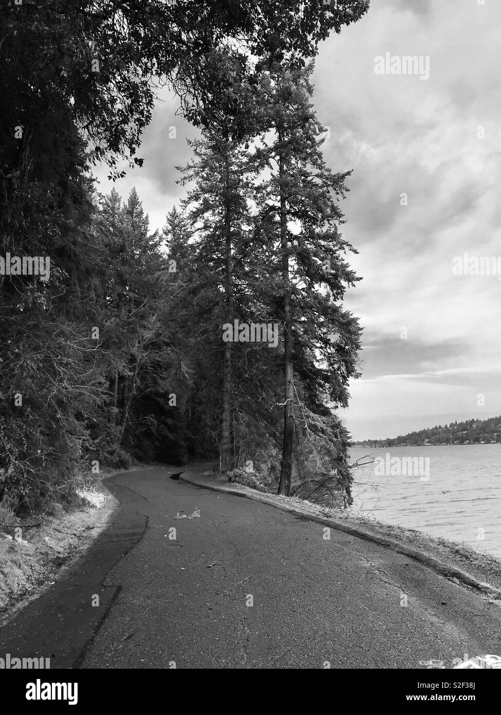 Seward Park Seattle - Smartphone Captured Stock Image