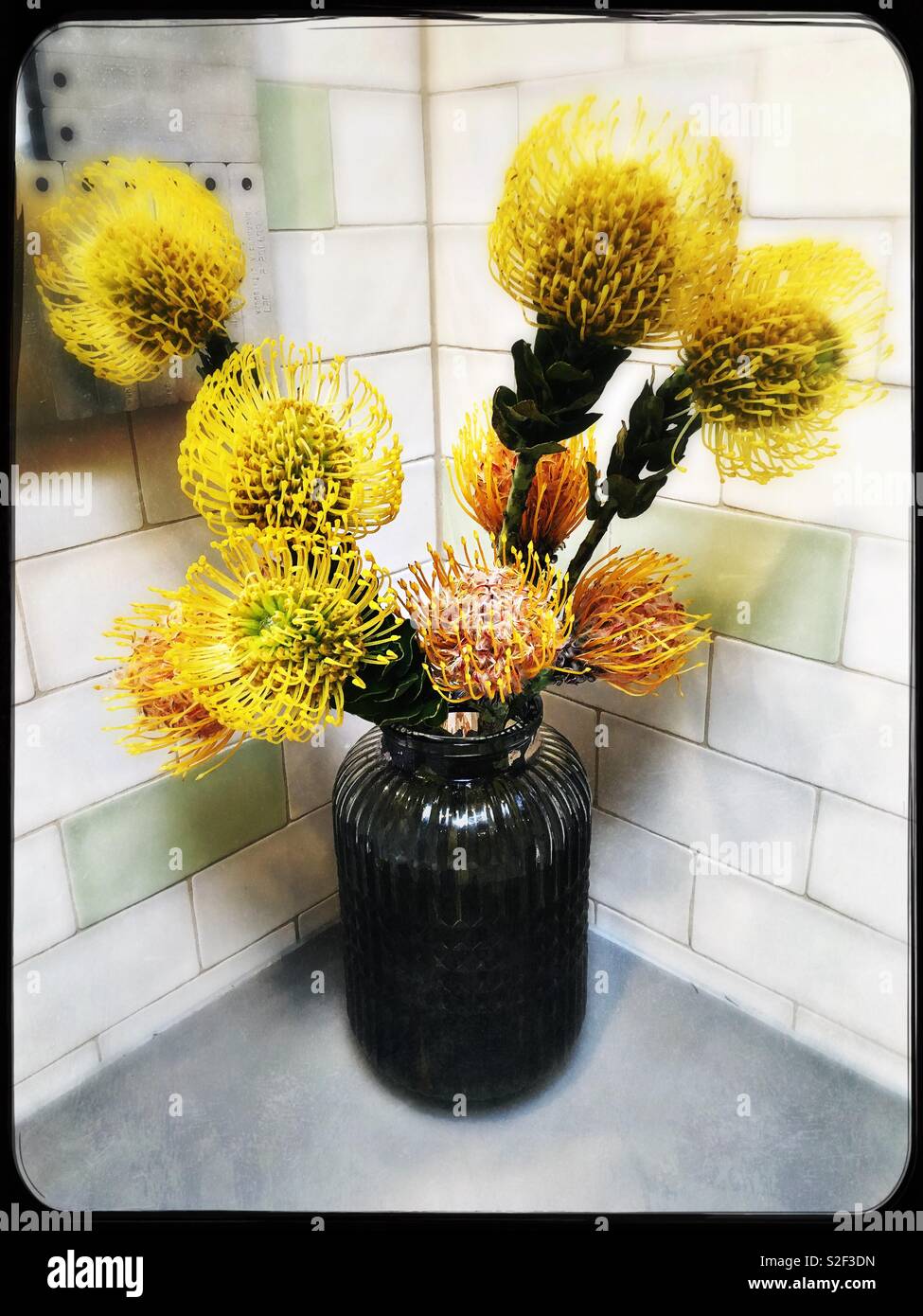 Native Australian flowers in a vase Stock Photo