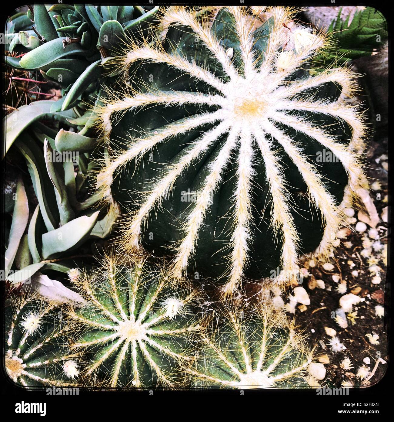 Close up of cacti, Oaxaca, Mexico - Smartphone Captured Stock Image