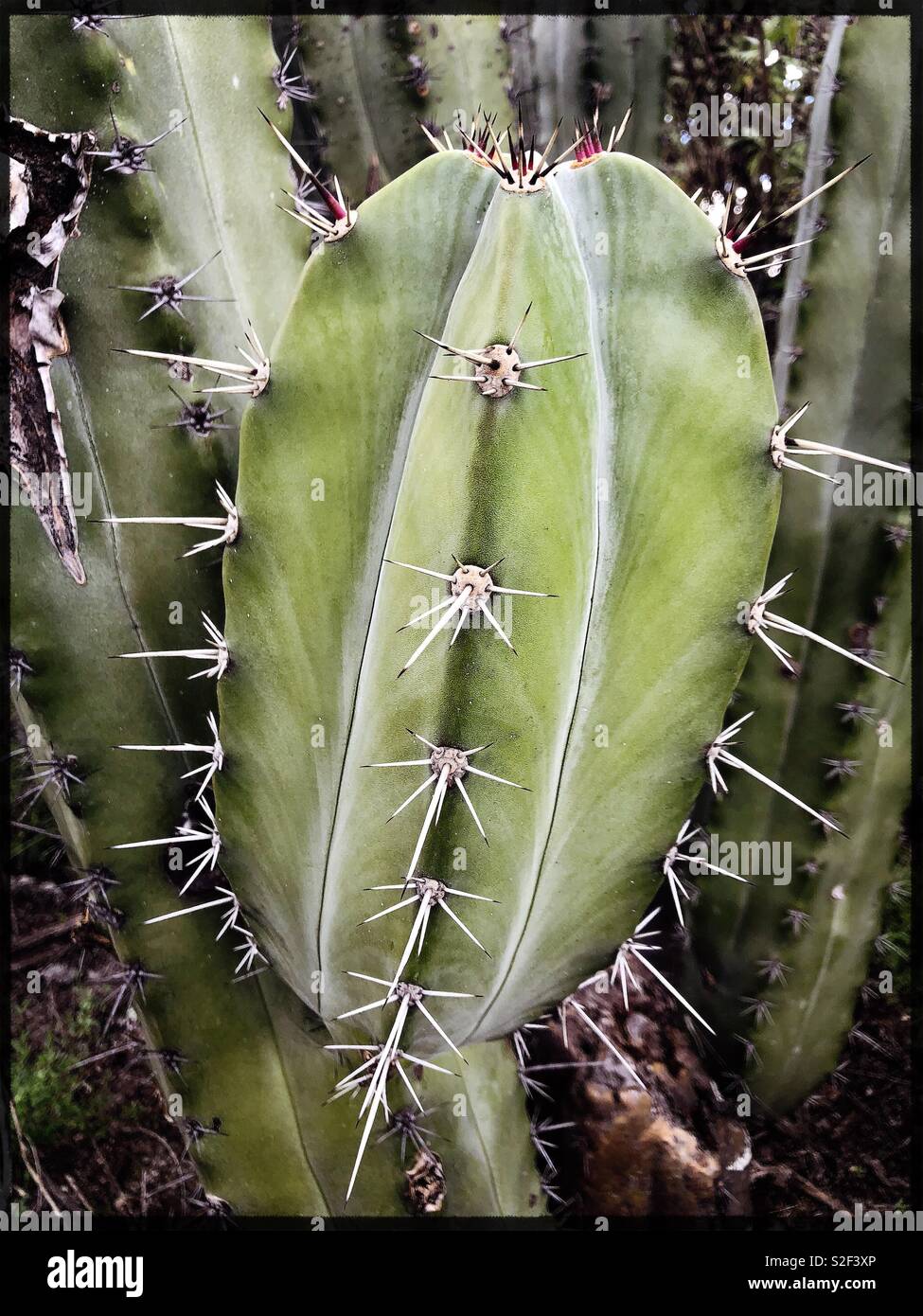Close up of cactus, Oaxaca, Mexico - Smartphone Captured Stock Image