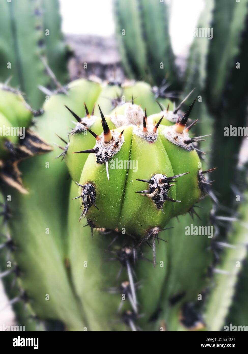 Close up of cactus, Oaxaca, Mexico - Smartphone Captured Stock Image