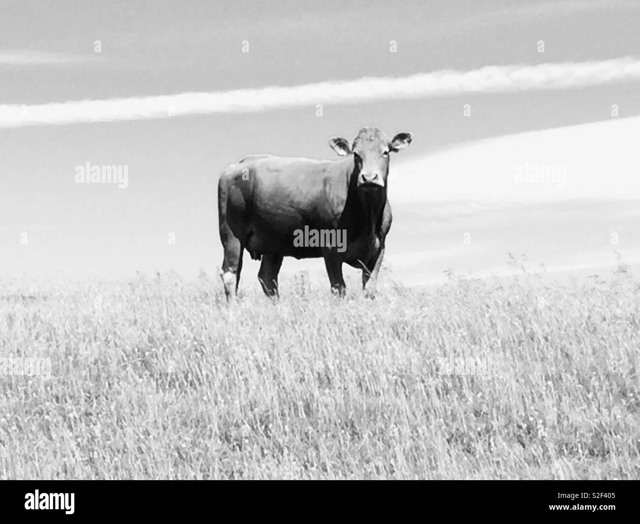 Cow cattle field hi-res stock photography and images - Alamy