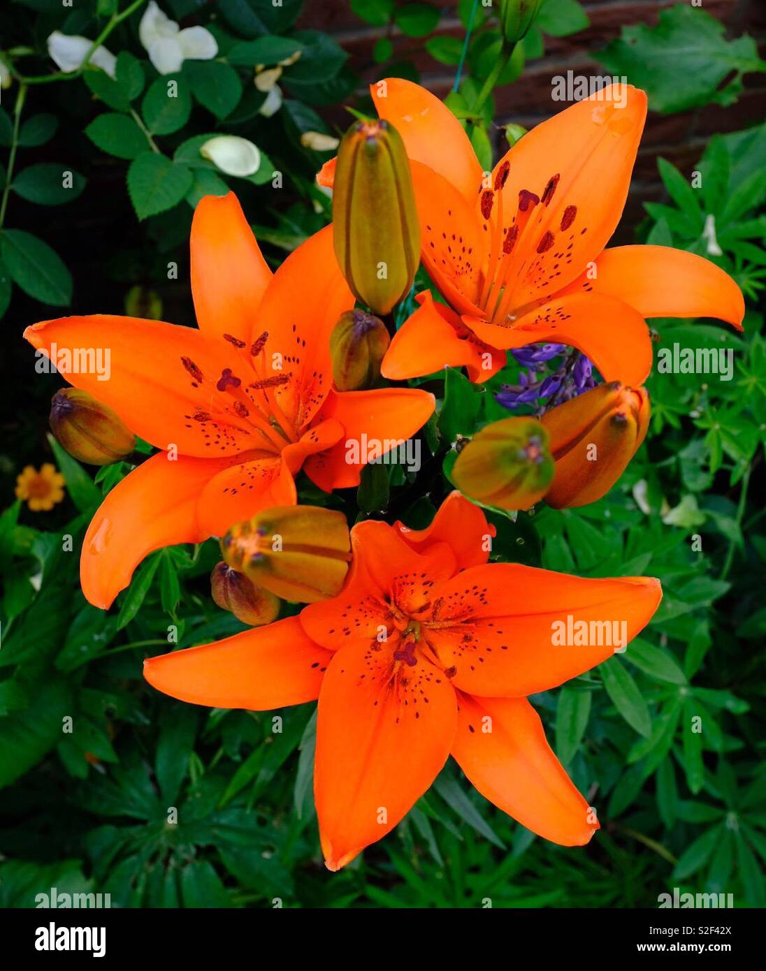Orange Lillies - Smartphone Captured Stock Image