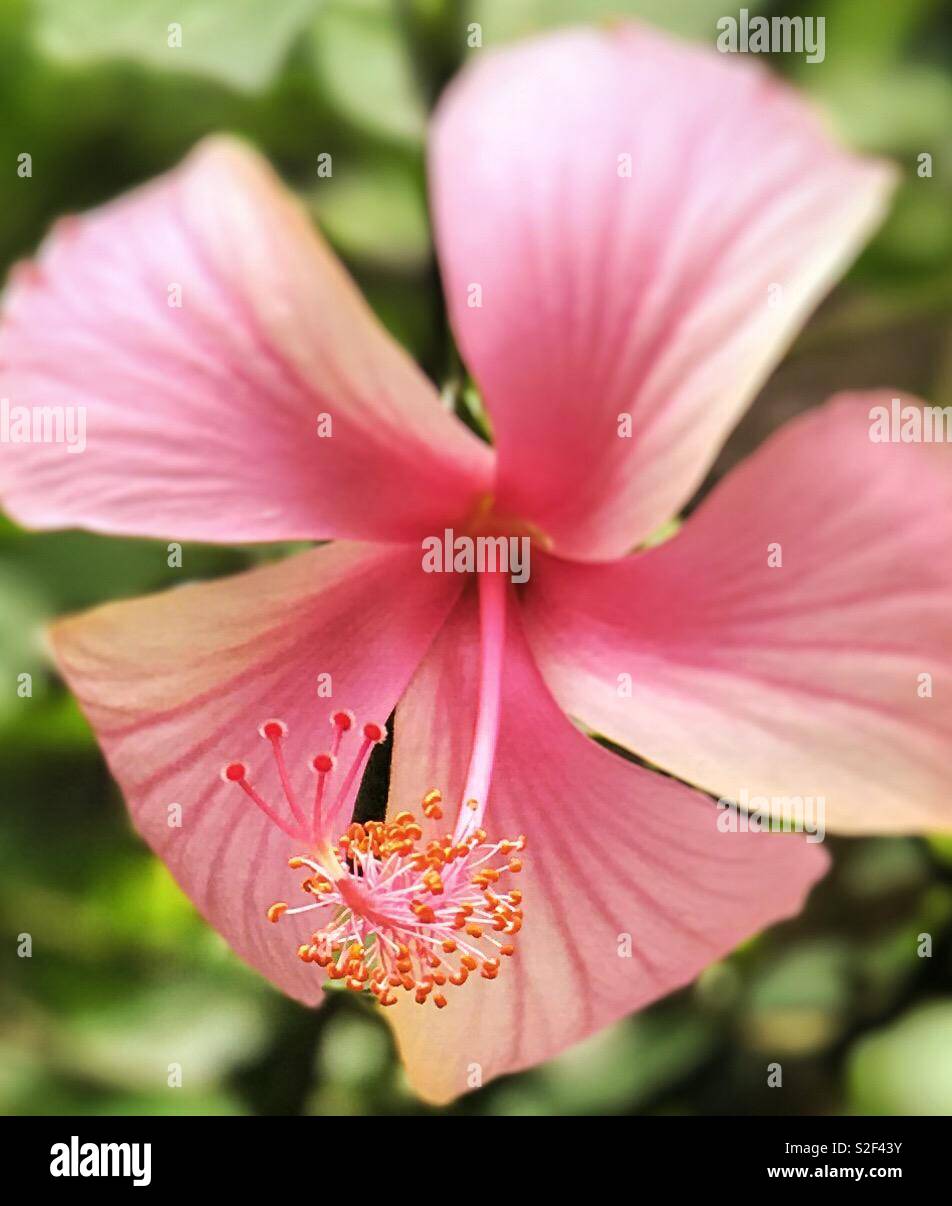 Pink hibiscus Stock Photo Alamy