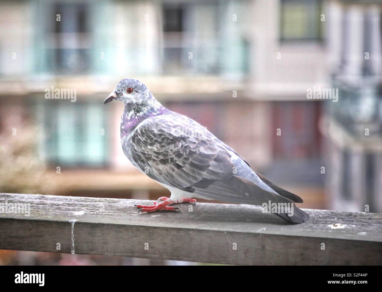 purple pigeon