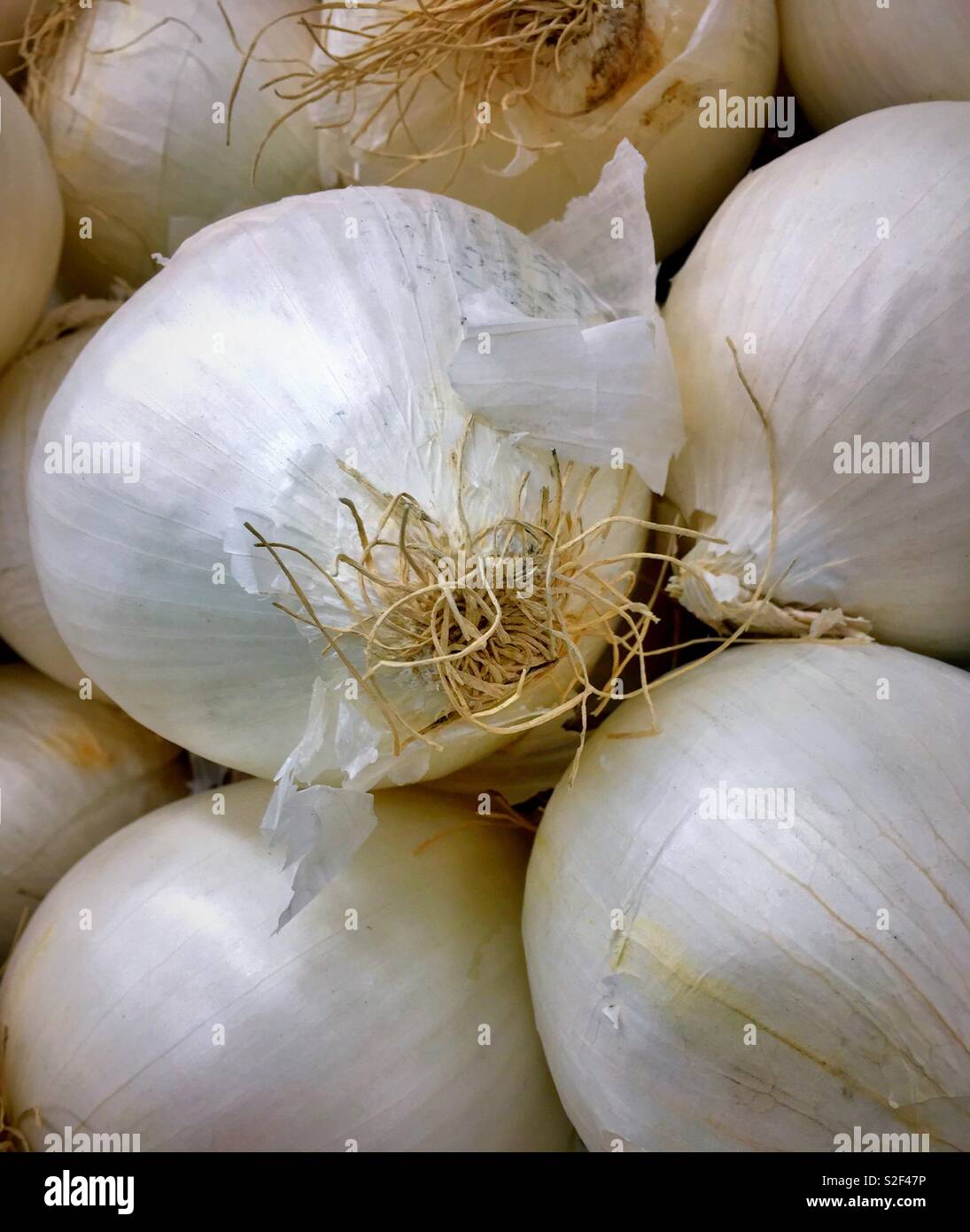 Pile of white onions hi-res stock photography and images - Alamy