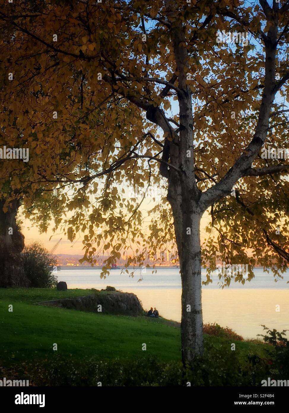 Birch tree with autumn foliage beside Washington Lake in Seattle - Smartphone Captured Stock Image