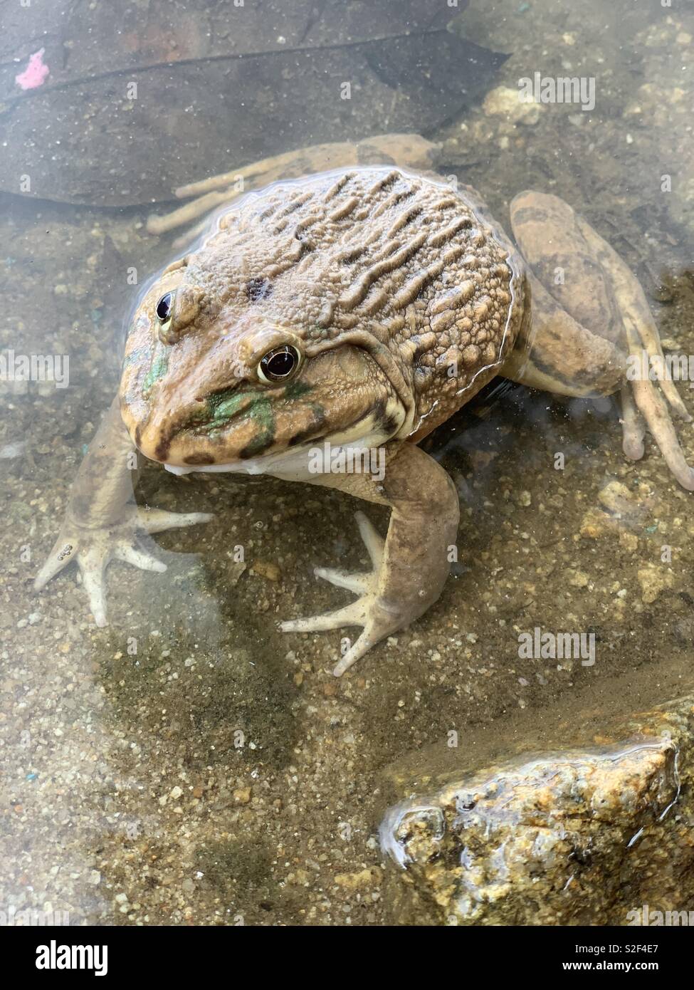 Frog is waiting for  their food Stock Photo