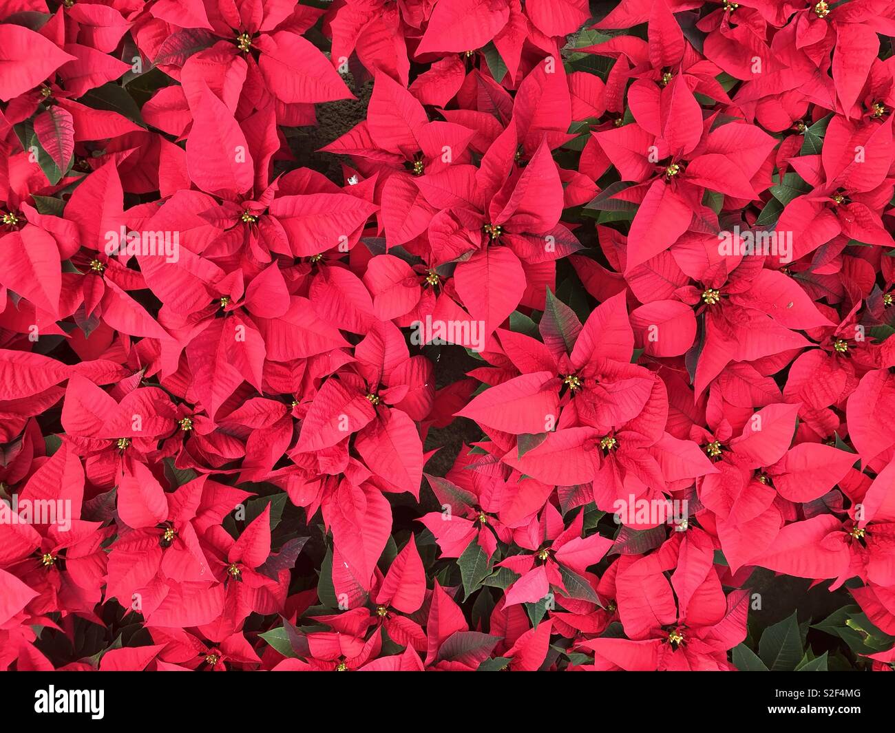 Lots of poinsettia plants from above Stock Photo
