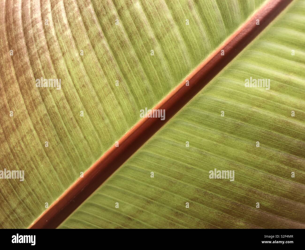 Pattern from close up of palm leaf - Smartphone Captured Stock Image