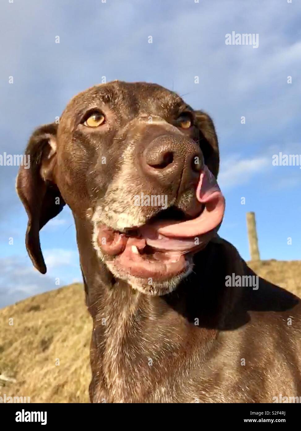 Luna the GSP licking her lips Stock Photo