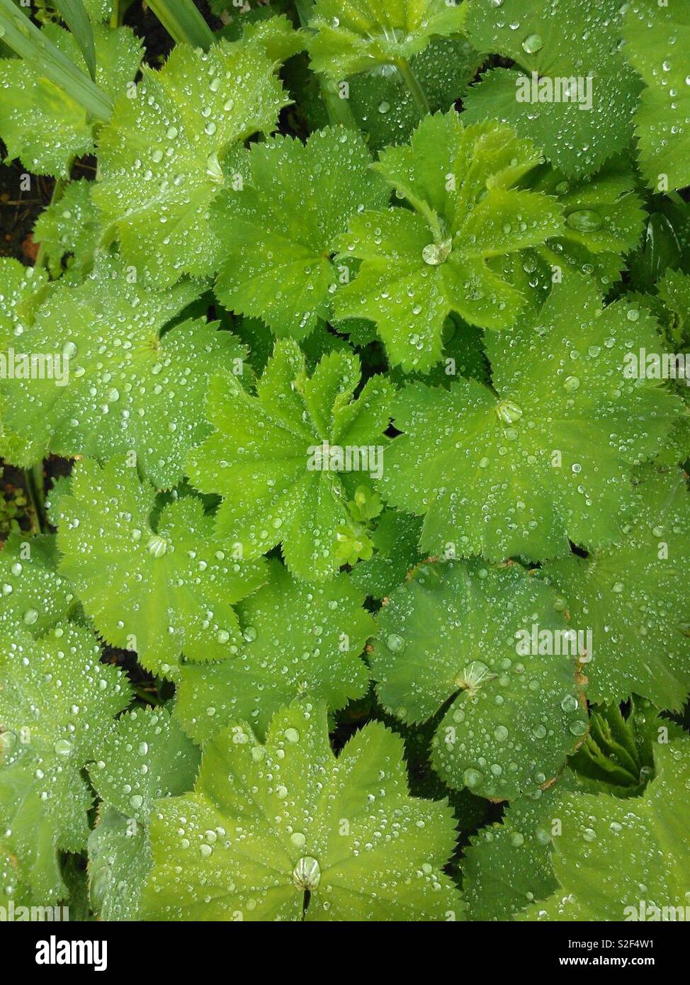 Green Leaves In Dew - Smartphone Captured Stock Image